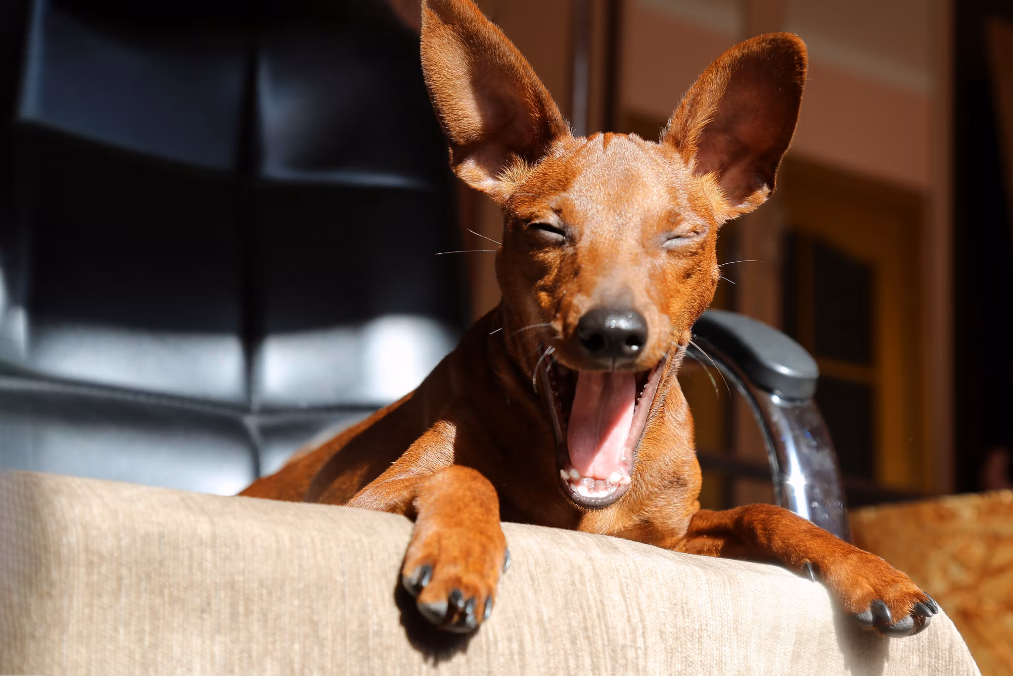 Portrait of a happy dog on a chair. The muzzle of a happy, smiling dog. A cute pet.